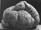 Pecora accovacciata 1958